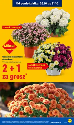 Lidl - gazetka promocyjna Oferta od czwartku od czwartku 29.10 do soboty 31.10 - strona 5