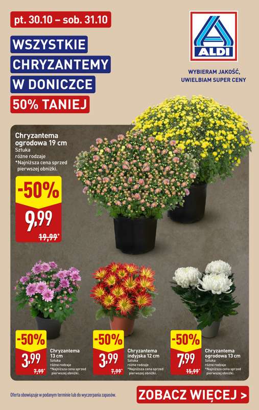 Aldi - gazetka promocyjna Chryzantemy 50% TANIEJ od piątku 30.10 do soboty 31.10