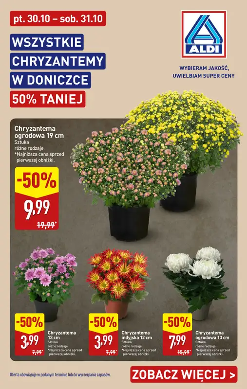 Aldi - gazetka promocyjna Chryzantemy 50% TANIEJ  