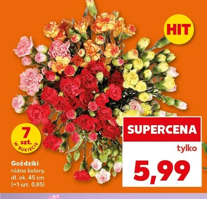 Goździki promocja w Kaufland