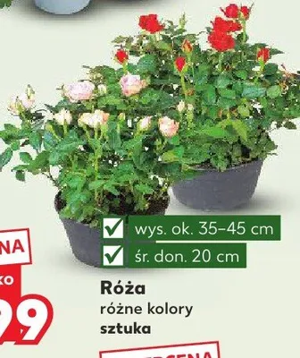 Róża promocja w Kaufland