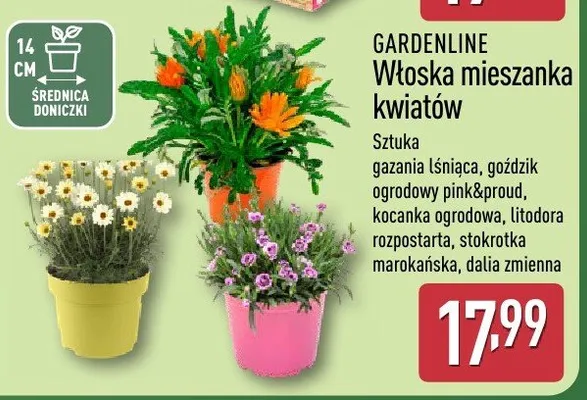 Włoska mieszanka kwiatów promocja w Aldi