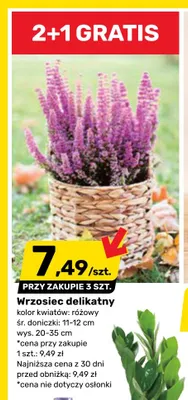 Wrzosiec delikatny różowy promocja w Bricomarche