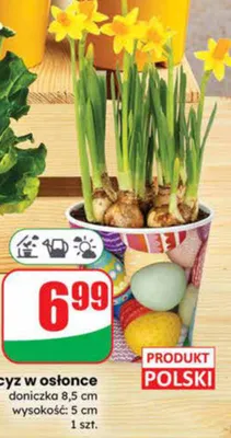 Narcyz w osłonce doniczka 8.5 cm  promocja w Dino