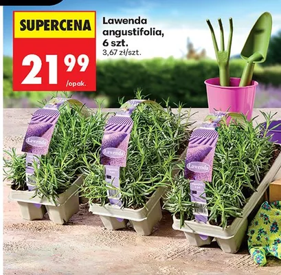 Lawenda angustifolia promocja w Biedronka