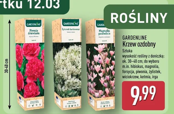 Krzew ozdobny promocja w Aldi