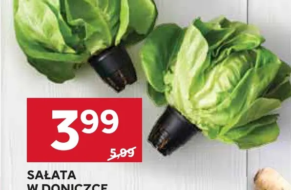 Sałata w doniczce promocja w Stokrotka