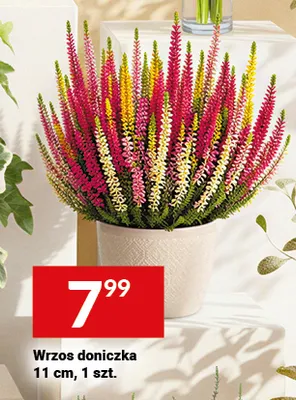 Wrzos doniczka promocja w Twój Market