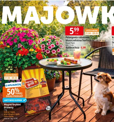 Pelargonia rabatowa/bluszczolistna/Surfinia Royal Plant promocja w Leclerc