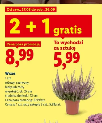 Wrzos różowy promocja w Lidl
