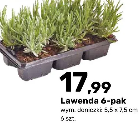 Lawenda 6-pak promocja w Bricomarche