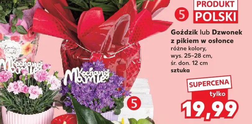Kwiat z pikiem w osłonce promocja w Kaufland