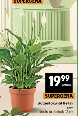 Skrzydłokwiat Bellini promocja w Delikatesy Centrum
