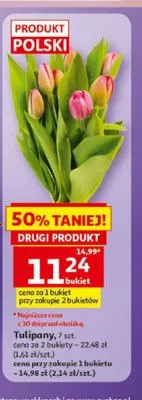 Tulipany polskie promocja w Auchan