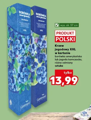 Krzew jagodowy XXL w kartonie borówka amerykańska  promocja w Kaufland