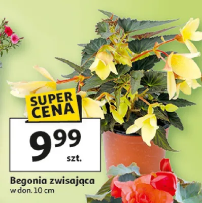 Begonia zwisająca w donicy promocja w Auchan