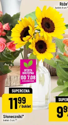 Słoneczniki promocja w POLOmarket