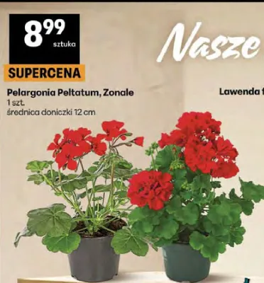 Pelargonia Peltatum, Zonale promocja w Delikatesy Centrum