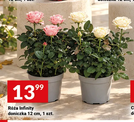 Róża Infinity doniczka 12 cm promocja w Twój Market