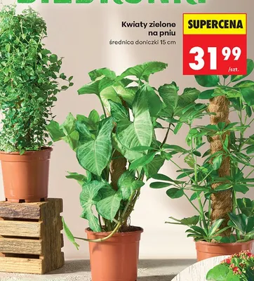 Kwiaty zielone na pniu średnica doniczki 15 cm promocja w Biedronka