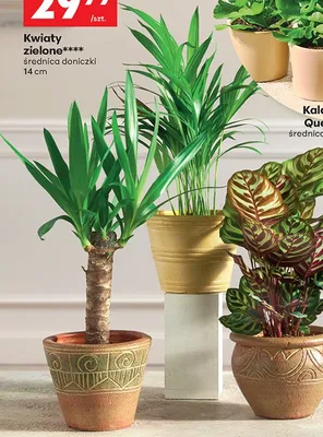 Kwiaty zielone promocja w Biedronka