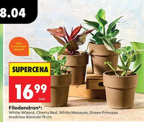 Roślina doniczkowa Filodendron White Wizard promocja w Biedronka
