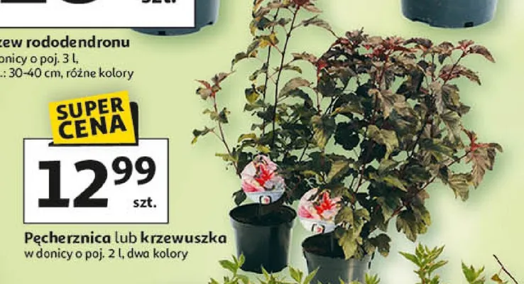Pecherznica lub krzewuszka promocja w Auchan