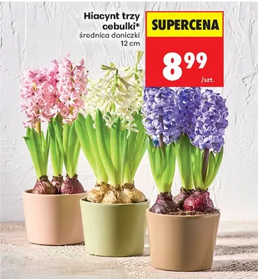 Hiacynt - trzy cebulki w doniczce promocja w Biedronka