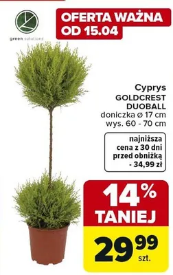 Cyprys GOLDCREST DUGBALL doniczka ø 17 cm wys. 60 - 70 cm promocja w Carrefour