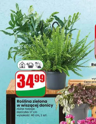 Roślina zielona w wiszącej donicy promocja w Dino
