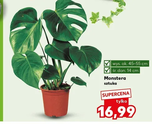 Monstera promocja w Kaufland