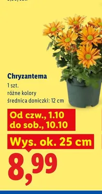 Chryzantema promocja w Lidl