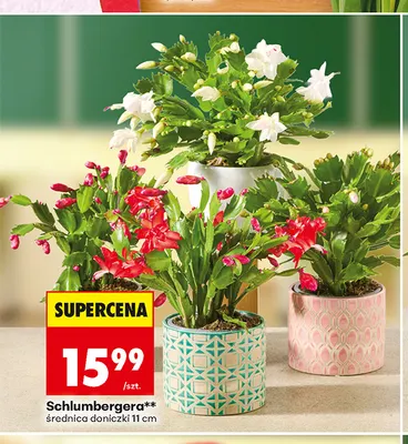 Schlumbergera promocja w Biedronka