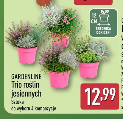 Trio roślin jesiennych Gardenline promocja w Aldi