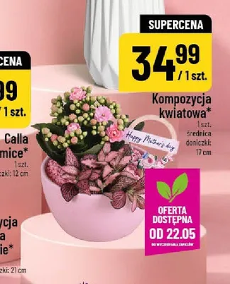 Kompozycja kwiatowa średnica doniczki 17cm promocja w POLOmarket
