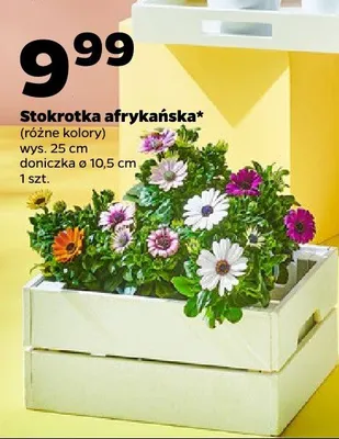 Stokrotka afrykańska wys. 25cm doniczka ø 10,5cm promocja w Netto
