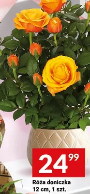 Róża doniczkowa 12cm promocja w Twój Market
