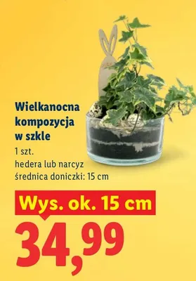 Wielkanocna kompozycja w szkle hedera lub narcyz promocja w Lidl