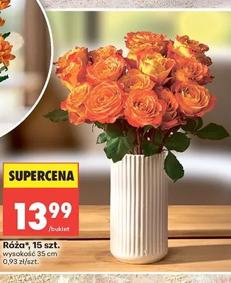 Róża wysokość 35cm promocja w Biedronka