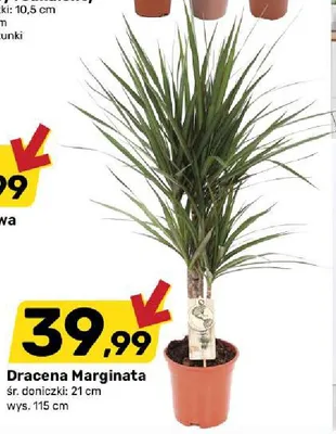 Dracena Marginata promocja w Bricomarche