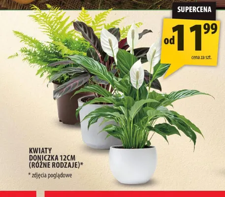 Kwiaty doniczka 12 cm promocja w Arhelan