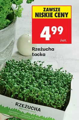 Rzeżucha tacka promocja w Biedronka