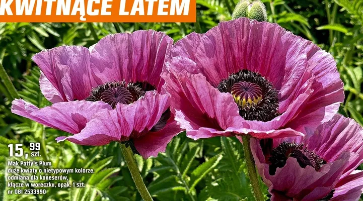 Mak Patty's Plum promocja w OBI