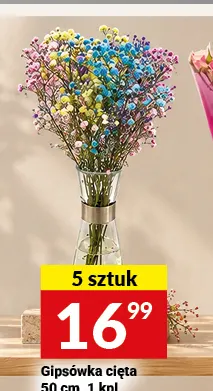 Gipsówka cięta 50 cm promocja w Twój Market