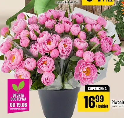 Piwonie bukiet 5-pak promocja w POLOmarket