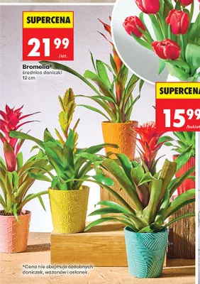 Bromelia średnica doniczki 12cm promocja w Biedronka