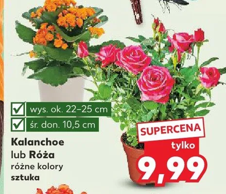 Kalanchoe różne kolory promocja w Kaufland