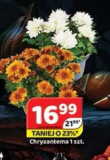 Chryzantema promocja w Delfin