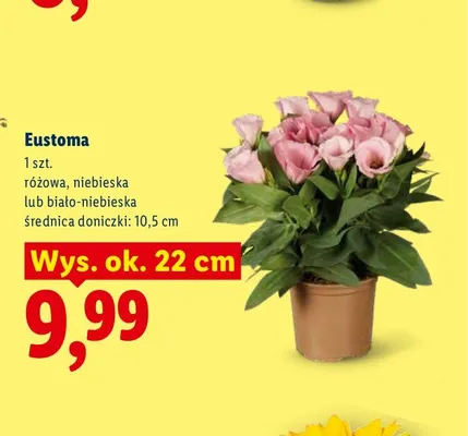 Eustoma biało-niebieska promocja w Lidl