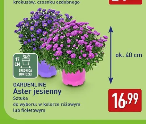 Aster jesienny Gardenline promocja w Aldi